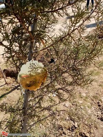 طرح نهال‌های جاودان در شهرستان بهارستان